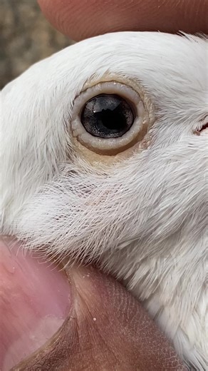 #🤘🤘🤘👁️❤️❤️