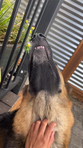 She loves the scratches💕🐶🥰 • • • #gsd_corner #gsd_daily #gsd_feature #gsd_page #gsd_love_4life #germanshepherdpuppy #germanshepherd #germanshepherdsofinstagram #puppiesofinstagram #gsdinstagram #dogsofaustralia #dog_of_the_day #mydogiscutest #love_all_dogs_official #gsdunit #puppyfeature #dogfeaturesdaily #gsdbreeder #socialdoggos #dogsofinstagram #instaGSD #dogs_unity #petmodels #wethebest #pet #goldcoast #australia #queensland #gsdstagram #pet #petoftheday #petsofinstagram #dogoftheday #dog