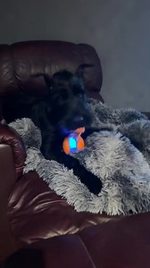 Lola’s new favorite toy! Link for toy below https://linktw.in/Sxekce | Skyline Giant Schnauzers