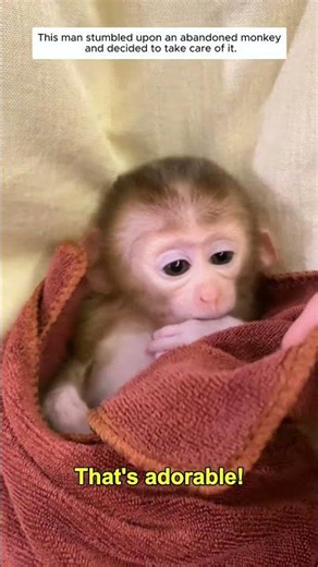 This man stumbled upon an abandoned monkey and decided to take care of it.