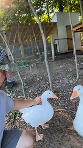 7.6K views · 297 reactions | To serve and protect. Guard goose on the loose Follow For More . #geese #goose #farmlife #farming #farmers #lifestyle #life | Hidden SpringFarm | Facebook