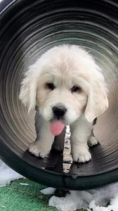 121K views · 270 reactions | That quick little tongue flick? It’s not...