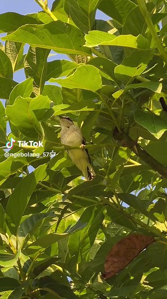Kicauan Burung Podang dan Kapasan: Suara Merdu Burung Kepodang