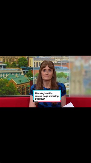 Did you know healthy dogs are often put down by vets because of a lack of space in rescue centres? As a dog lover it was fun to go and meet lots of them but incredibly sad to hear about the difficult decisions shelters are having to make. Also, first time introducing my own report.. 🐾 🎥 #dogs #rescuedogs #wells #reporter #presenter