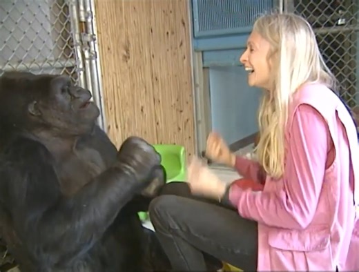 111K views · 2.2K reactions | Joyful Koko... Penny and Koko had a close bond, similar to that of a mother and child. Much of Project Koko's research was conducted naturally through their joyful playtime interactions — which informed and enabled 5 decades of interspecies communication and love. (KokoArc Video 683, Clips 5, 6 and 7) | Koko & The Gorilla Foundation | Facebook