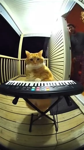 LOUD AF! 🤫 Security Cat Plays Piano at 3 AM
