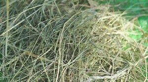 4k stock video of woman grabbing fresh hay. Organic hay texture