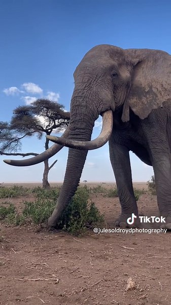 Majestic African Elephant Safari Experience