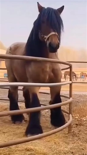 Majestic Big Horses Compilation
