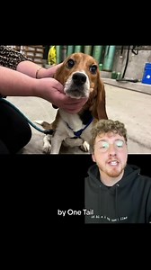 Here are the Top 5 Dogs of the week! | We Rate Dogs