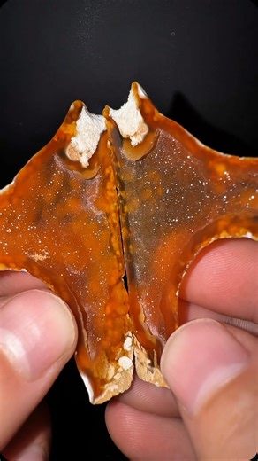 CoralGeodes | What’s inside this orange coral? 🪸✨ #crystals #rocks #minerals #coral #geode #geology #druzy #agate | Instagram