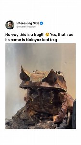 A Malayan Leaf Frog. This unique frog has an extraordinary camouflage, blending perfectly with its surroundings. Its appearance is so unusual that it might initially be mistaken for something other than a frog. Let's appreciate the incredible diversity of life on Earth and the amazing adaptations that animals have evolved to survive in their environments. Liked the content? Follow @interestingside ✨ | Interesting Videos