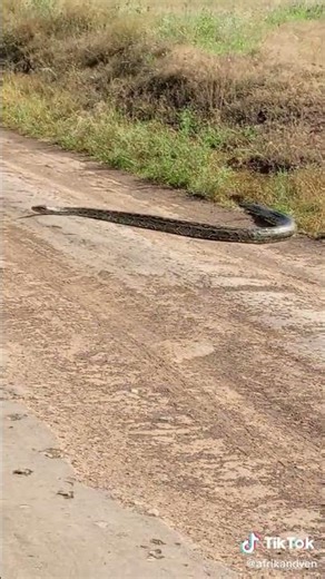 The African Python #wildlife #africa #kenyasafari #safari