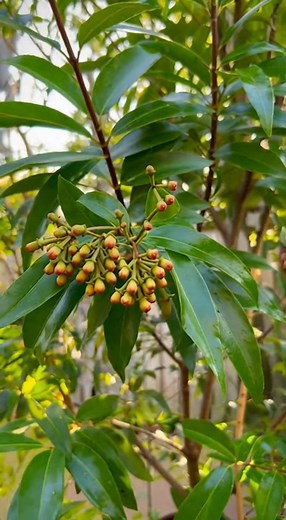 cultiver le clou de girofle chez soi avec une tomate étape par étape | La cuisinière