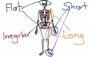 The Skeletal System | Educreations