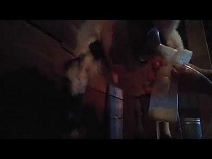 Using a Medela breast pump to milk goats