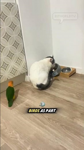 can a cat and a bird be friends