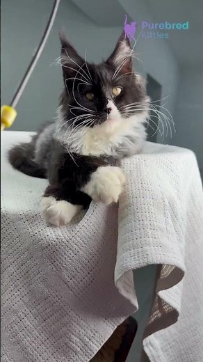 Meet Riva: Black with White Polydactyl Maine Coon Kitten 🐾 Sweet & Charming! #MaineCoon #Polydactyl