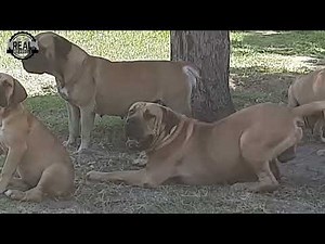 Real Boerboels - Dog Courtship Failure | Fourth Attempt to mate