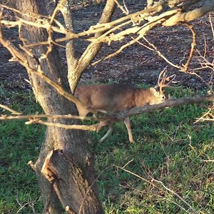 If you get this exact opportunity at this giant buck, are you electing to pass on him, or try to squeeze a shot through that opening? . . . . #bowhuntordie #bowhunting #nature #whitetail #deerseason #hunting #deerhunting #whitetaildeer #itsinmynature #bowseason #huntingseason2020 #wildlife #outdoors #photography #builtforthewild #wildlifephotography #whatgetsyououtdoors🏹 #naturephotography📷🍃 | Bowhunting.com