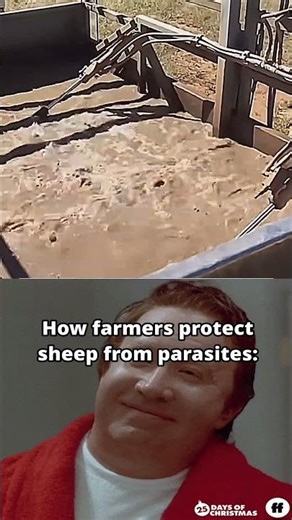 � The Truth About Sheep Dipping!