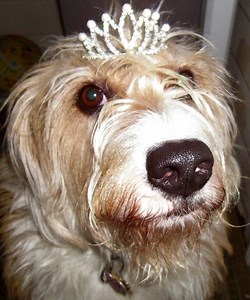 How to De-Skunk Your Dog in 5 Easy Steps