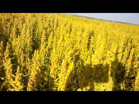 Canadian Quinoa Harvest. Saskatchewan Canada