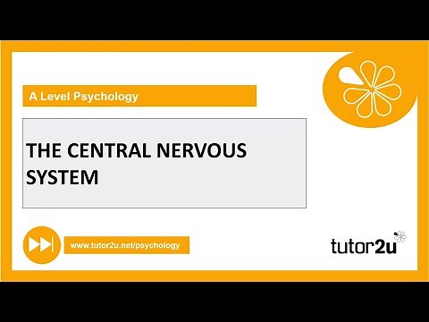 Central Nervous System | Biopsychology | AQA A Level Psychology