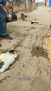 18K views · 1.2K reactions | Facts about thailand farmers #fact #facts #factsdaily #knowledge #didyouknow #factz #amazingfacts #factsoflife #dailyfacts #knowledgeispower #generalknowledge #instafacts #science #gk #interestingfacts #love #instagram #india #factoftheday #sciencefacts #truefacts #motivation #coolfacts #didyouknowfacts #realfacts #funfacts #dailyfact #factsonly #follow #life | Facts Story | Facebook