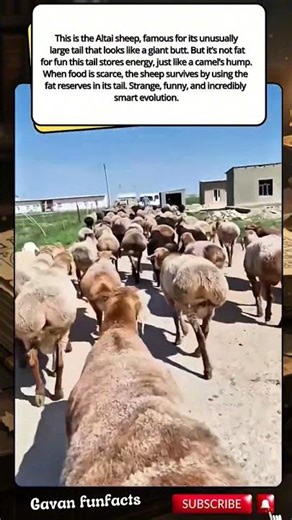 “This Sheep Has a Giant Butt for Survival”