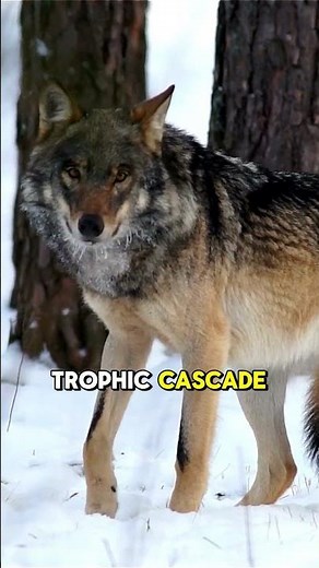 Wolves Can Reshape Rivers 🌊🐺 | #ecologyfacts #wolves #wildlifeimpact