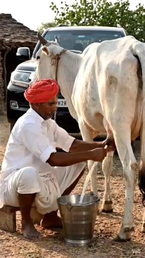 farmer milking a cow in front of landcruiser