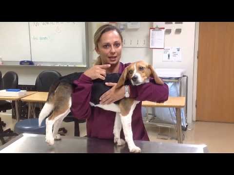 Restraining a dog in standing