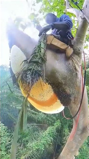 Honey collect traditional | Honey collection method