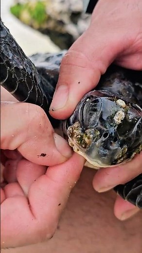Barnacles threaten green and hawksbill turtles!Protect marine life and save our oceans #GreenTurtles
