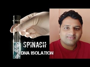 DNA Isolation from Spinach Practical Class 12th