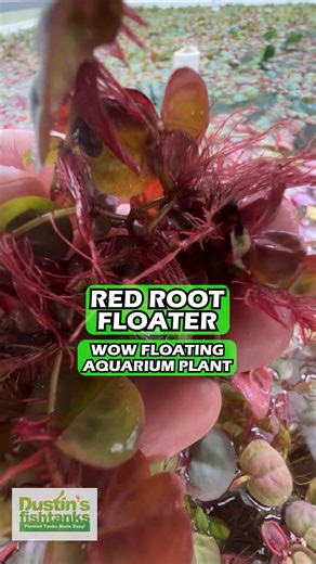 THE ULTIMATE SPLASH OF RED for your aquarium! Red Root Floater (Wow Floating Plant) Phyllanthus Fluitans is available for sale! Shop Now! Want a punch of EASY Red? Want a plant that absorbs nitrates quickly? Want a SUPER Fast Grower? Enter Red Root Floaters! (Phyllanthus Fluitans) Like Most floating plants.... Red Root floaters grow like CRAZY. (Floating plants get MORE light than regular plants and because they are ABOVE the water line get WAY more CO2...ala Super fast growth) How fast do red r