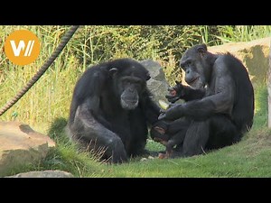 Schimpanse | Unsere Tierwelt (Kurze Tierdokumentation)
