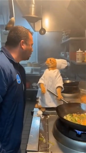 Angry Chef Cat Loses It in the Kitchen! 😡🐾