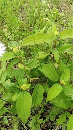 アナベルのつぼみ！ #gardening #ハーブ #再生栽培 #ハーバルセラピスト #ハーブ園 #庭作業 #田舎暮らし #農業 #家庭菜園