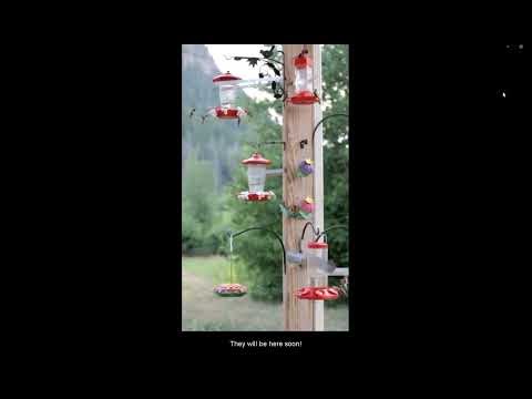 The Ultimate Hummingbird Feeder Setup: Dozens of Hummers!
