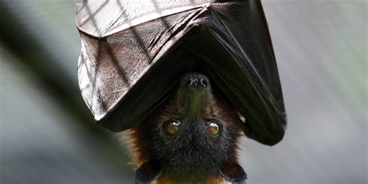 Deadly disease found in bats at Washington's San Juan National Park