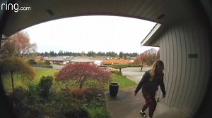 7.6K views · 88 reactions | Heather planned to throw the poop bag away later, but Gingersnap had other plans... | Ring | Facebook