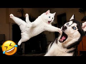 Try Not To Laugh😂| Funniest Animal Compilation 2026 | Series 1