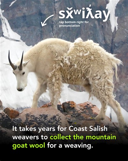 7.6K views · 18 reactions | Burke Museum on Reels | Facebook