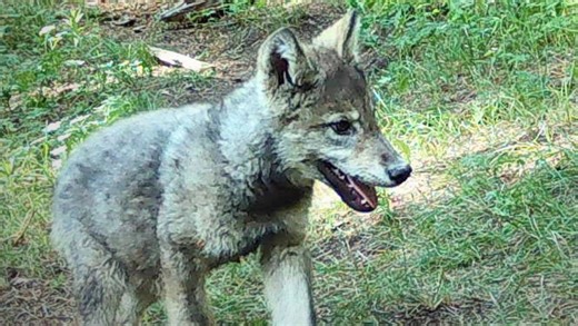 Colorado's wolf pup population growing