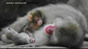 Baby 'snow monkey' named Koji at Buffalo Zoo