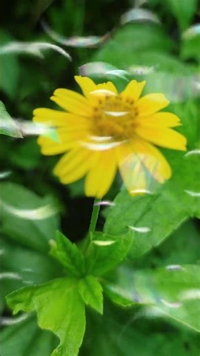 Amazing beauty of flowers bloom #natureofhome #yellow flowerlowers #gardening