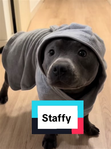 Love for Staffy Dogs: The Staffordshire Bull Terrier