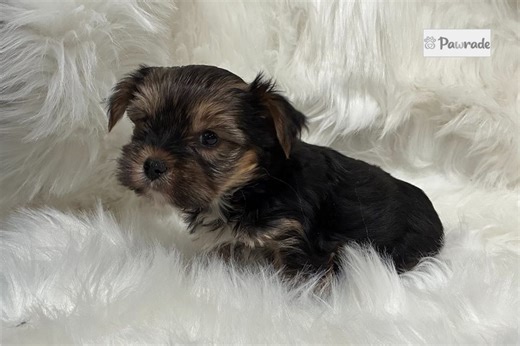 Rigg - Yorkshire Terrier Puppy 25A2AB